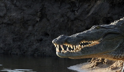 クロコダイルの体内から少年の両手両足、パプアニューギニア