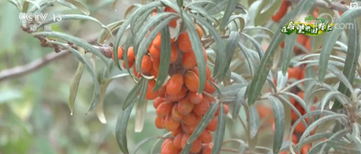 新疆各地、秋の豊作を迎える