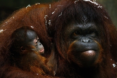 知恵者のオランウータン、木の枝を伝って電気フェンスから脱走 豪動物園