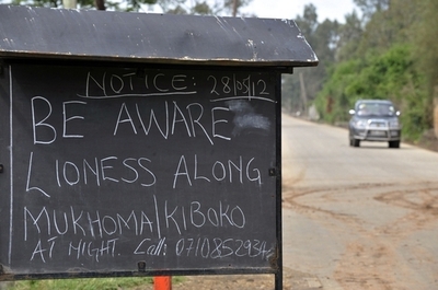 ケニア首都近郊の住宅街をさまようライオンたち