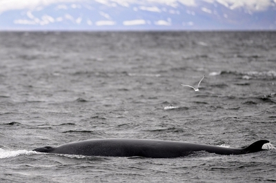釧路沖のミンククジラ2頭から放射性セシウム検出