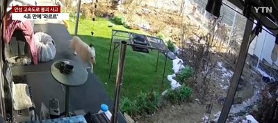 韓国「道路橋脚崩落」の前兆を察知？…事故直前に一斉に避難した犬と猫