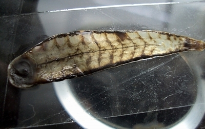 2010年の新種生物トップ10、跳ねるゴキブリに「Tレックス」と命名されたヒルも