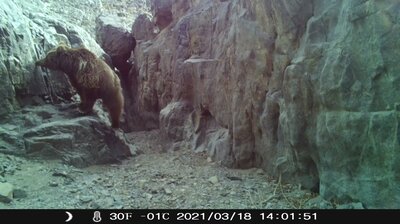 中国国内で初めてゴビヒグマの分布を確認 新疆アラトゥルク県