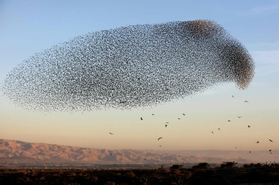 国境を自由に行き来する鳥たち イスラエル