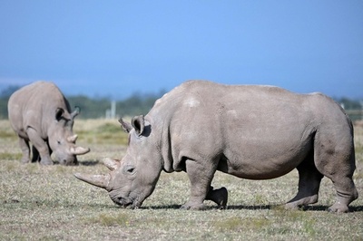 ミナミシロサイの体外受精に成功、キタシロサイを絶滅から救う希望に