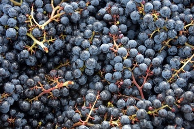 ワイン不足予測に業界が反論、「13年の生産は好調」