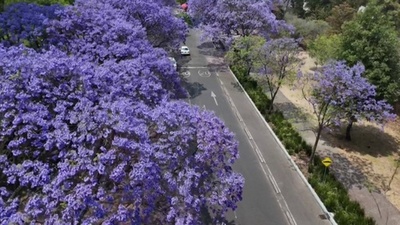 動画:メキシコに春を告げるジャカランダの花々
