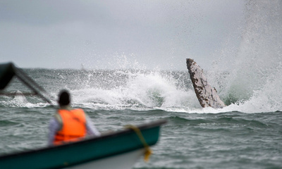ザトウクジラの豪快なジャンプ、ウランバ・バイア・マラガ自然公園