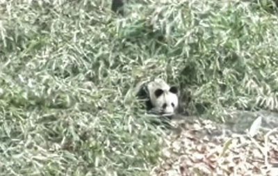 野生のパンダ母子、中国陝西省で発見