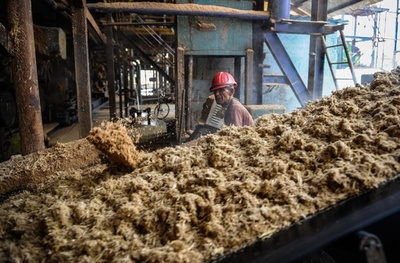 キューバ、気候変動でサトウキビ収穫期を見直しか 調査実施へ