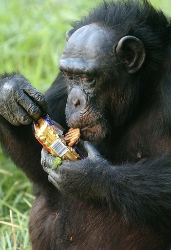 チンパンジー、れんが投げた見物客に復讐 インド