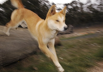 豪フレーザー島でディンゴが相次ぎ人襲う、緊急に管理体制見直しへ