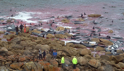 クジラの大群が岩場に乗り上げる、150頭以上が死亡 タスマニア島