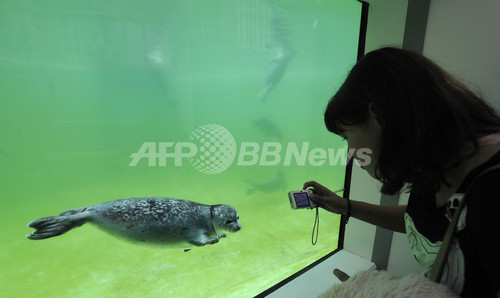 アザラシ孤児院の赤ちゃん スイスイ泳いで得意顔 写真12枚 ファッション ニュースならmode Press Powered By Afpbb News