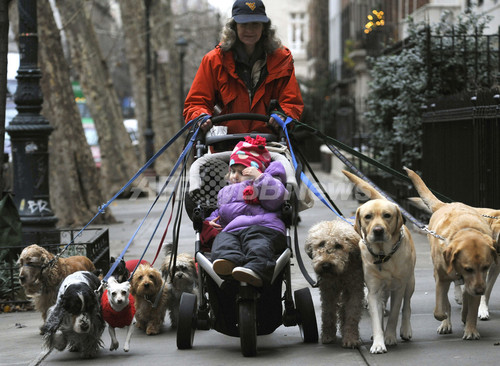 多忙なニューヨーカー御用達 犬の散歩代行サービス 写真2枚 ファッション ニュースならmode Press Powered By Afpbb News