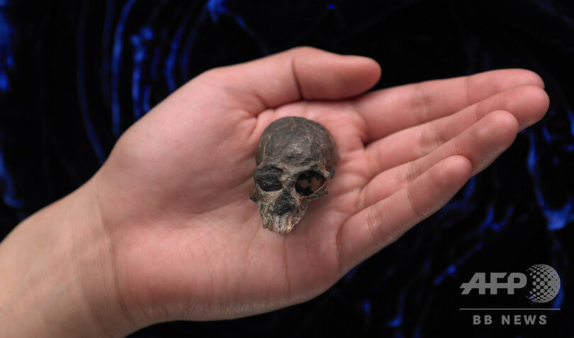 2000万年前の小さなサルの唯一の頭骨、脳の進化の一端を解明