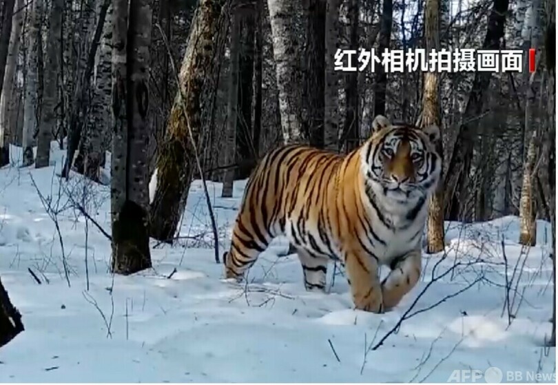 野生復帰1年 アムールトラ「完達山1号」は今どうしているか