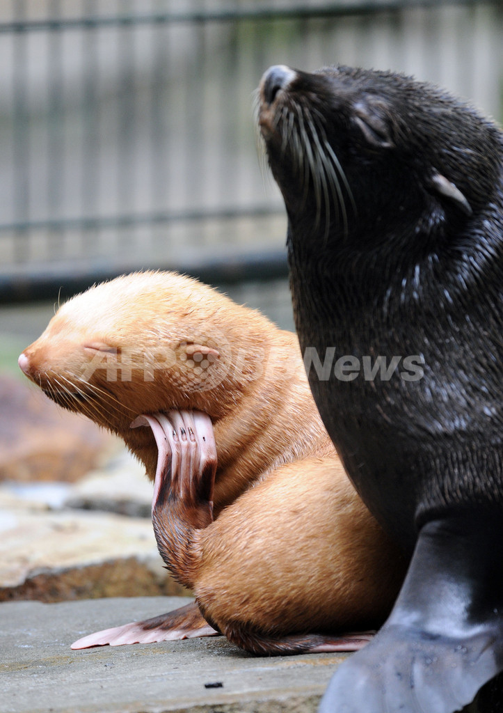 白いオットセイ 屋外施設に登場 独動物園 写真4枚 国際ニュース Afpbb News