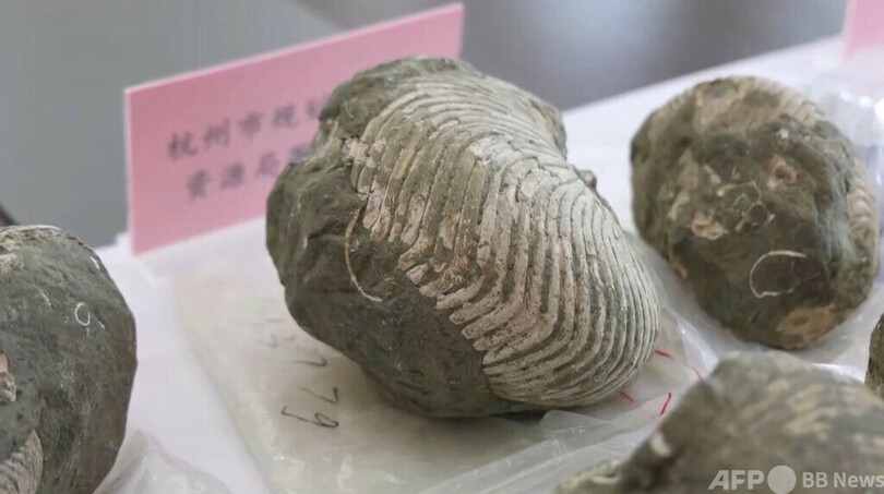 空港で押収された密輸品の古生物化石2366点 中国浙江省地質博物館に安住
