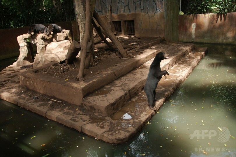 やせ細ったマレーグマを展示、インドネシア動物園に怒りの声
