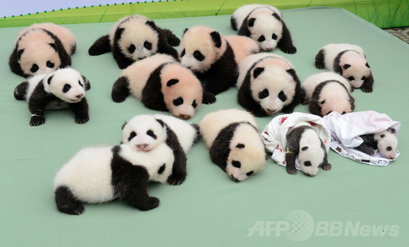 中国赤ちゃんパンダのw杯勝敗占い 当局が レッドカード 写真1枚 国際ニュース Afpbb News