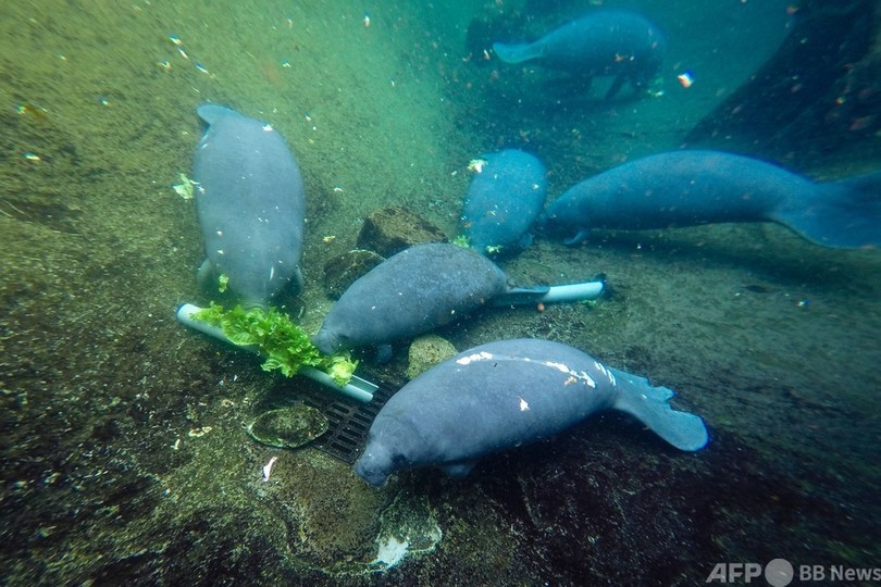 マナティー赤ちゃん治療中 死骸急増の米フロリダ