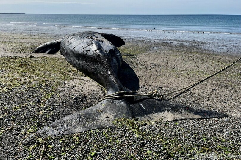 クジラの死骸相次ぎ発見、赤潮か アルゼンチン
