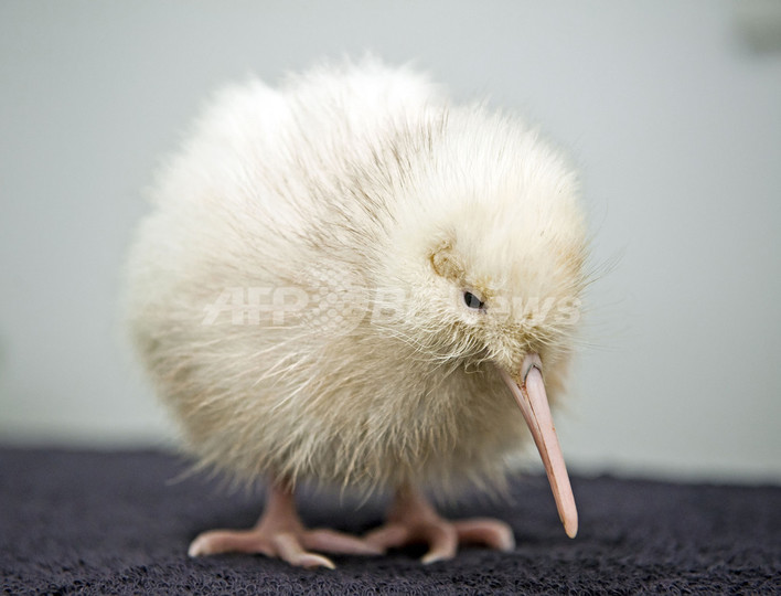 NZで真っ白のキウイ誕生、飼育下で2羽目 NZで真っ白のキウイ誕生、飼育下で2羽目