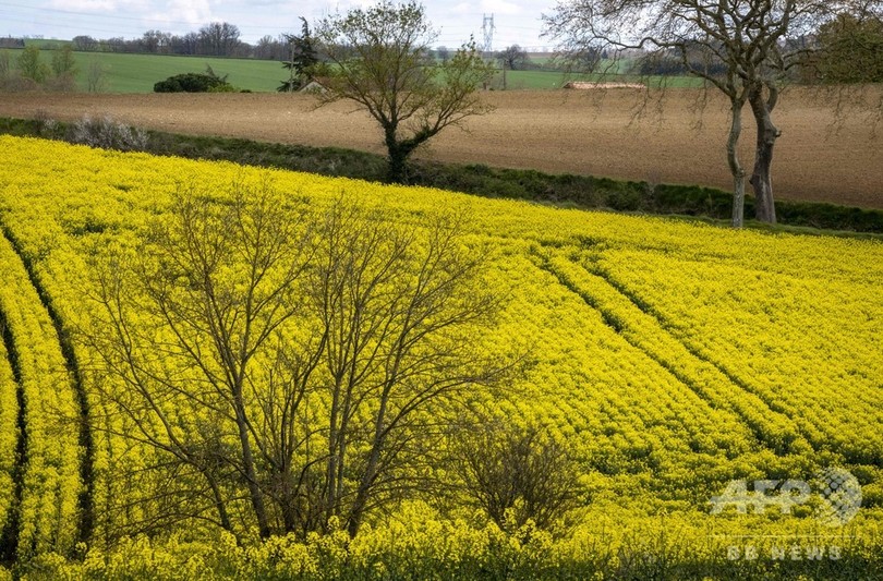 絵画のような一面の菜の花畑 南仏 絵画のような一面の菜の花畑 南仏