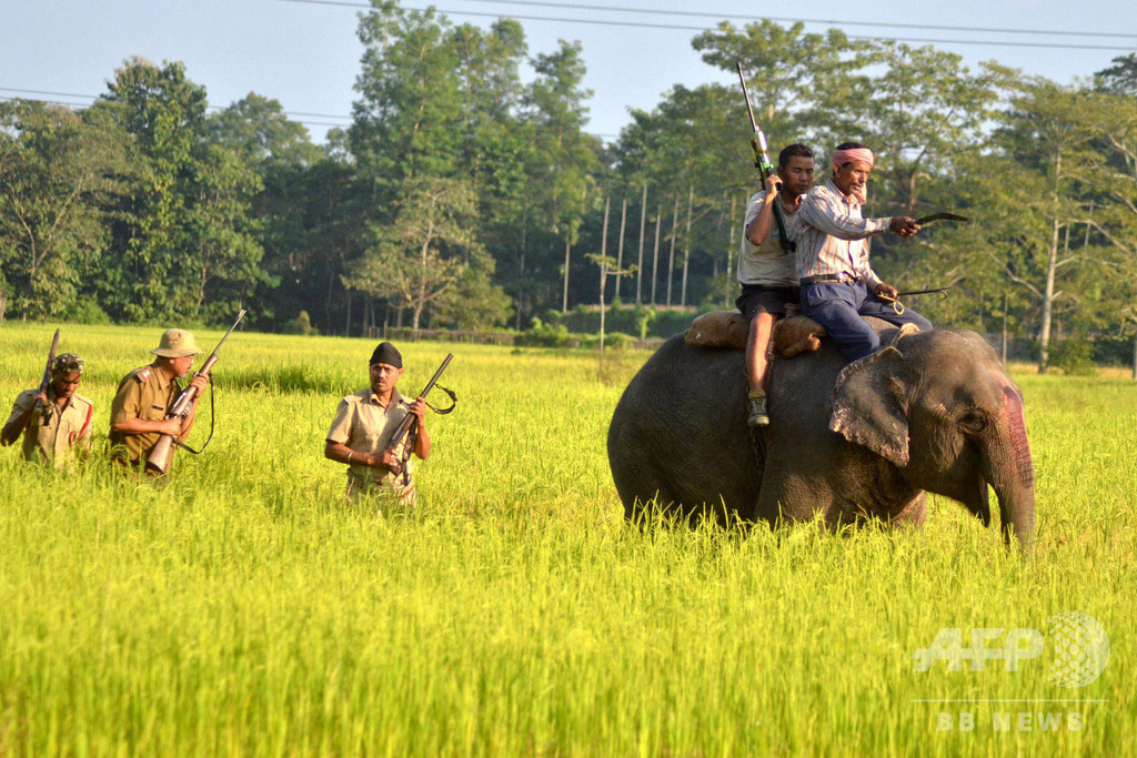 人食いトラの捜索に当たるゾウ、女性1人を踏み殺す インド 人食いトラの捜索に当たるゾウ、女性1人を踏み殺す インド