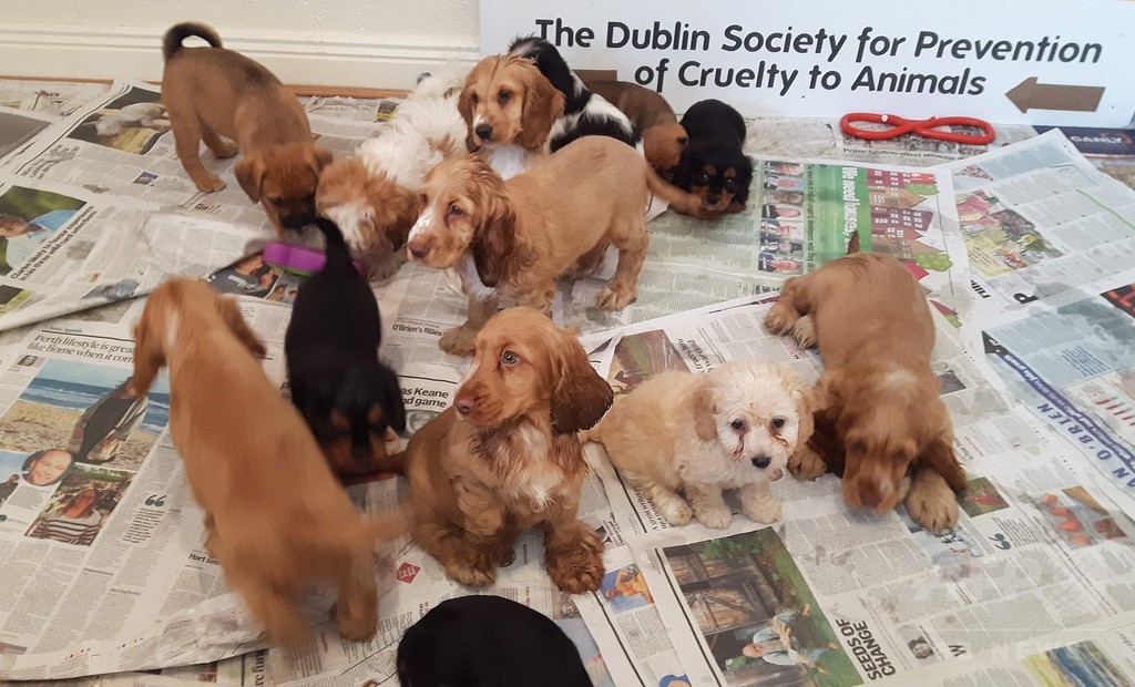 犬繁殖業の中心地 子犬の密輸出に悩むアイルランド 写真3枚 国際ニュース Afpbb News