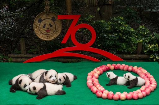 赤ちゃんパンダ、中国建国70周年イベントで「パンダ文字」に挑戦