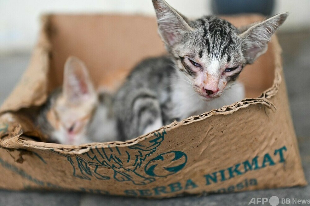 野良猫に医療と餌 インドネシアのボランティア 写真10枚 国際ニュース