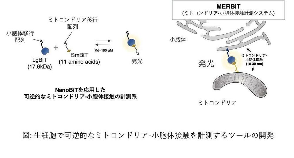 【学習院大学】ミトコンドリアのストレス対策メカニズムを解明 ...