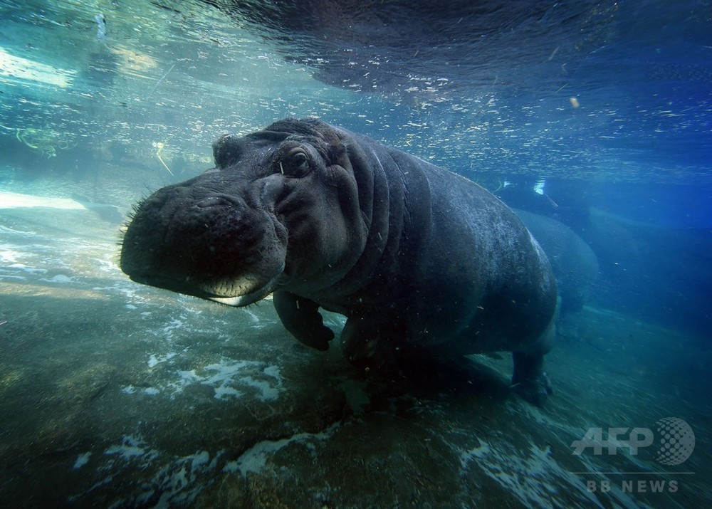 水中の雄姿 米サンディエゴ動物園のカバ 写真5枚 国際ニュース Afpbb News