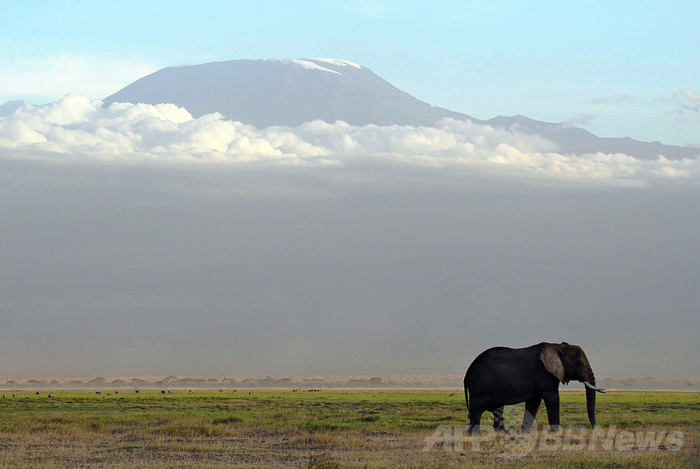 アフリカ有数の巨大ゾウ、密猟で死亡 ケニア 写真2枚 国際ニュース