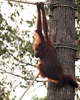 仏野生動物保護団体「ウータン（Hutan）」が公開した、マレーシア東部ボルネオ（Borneo）島サバ（Sabah）州のキナバタンガン下流域野生生物保護区（Lower Kinabatangan Sanctuary）でロープ橋を渡る雄のオランウータン（2010年2月2日撮影、同4月11日提供）。(c)AFP/HUTAN/&quot;Ajirun Osman @ Aji&quot;