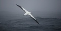 仏領クロゼ諸島沖を飛ぶアホウドリ（2017年7月1日撮影、資料写真）。(c)MARCEL MOCHET / AFP