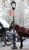 米ニューヨーク（New York）のセントラルパークサウス（Central Park South）を走る馬車（2007年12月20日撮影）
。(c)AFP/DON EMMERT