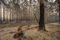 豪ウエスタンオーストラリア州ワルーナ付近で撮影された、森林火災の被災地（2016年1月7日撮影、1月8日提供）。(c)AFP/DEPARTMENT OF FIRE AND EMERGENCY SERVICES