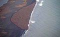 米アラスカ（Alaska）州の海岸に集まった推定3万5000頭のセイウチ。米海洋大気局（US National Oceanic and Atmospheric Administration、NOAA）提供（2014年9月27日撮影、10月1日提供）。(c)AFP/NOAA/COREY ACCARDO