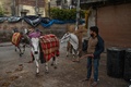 インドの首都ニューデリーで、毛布をかけた牛を引く男性（2022年1月29日撮影）。(c)SAJJAD HUSSAIN / AFP