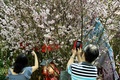 シンガポールの植物園「ガーデンズ・バイ・ザ・ベイ」で開幕した日本をテーマにした「桜祭り」で、桜の写真を撮る来場者（2018年3月16日撮影）(c)AFP PHOTO / Roslan RAHMAN