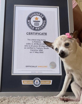 世界最高齢の犬「ペブルス」 死ぬ 22歳