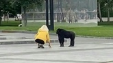 動画：レインコートちょうだい！ 脱走チンパンジー、雨で降参 ウクライナ