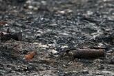 第2次世界大戦時の砲弾、森林火災に見舞われた村で発見 フランス