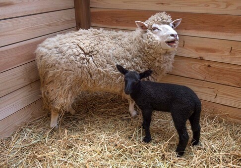 白いヒツジから黒い赤ちゃん生まれる、千葉市動物公園 写真6枚 国際ニュース：AFPBB News