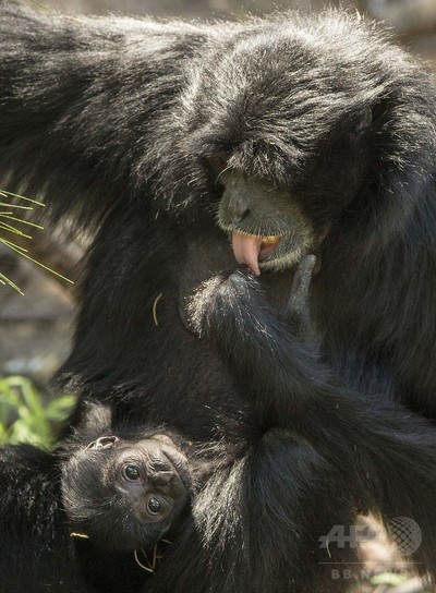 フクロテナガザルの赤ちゃん誕生 飼育員は気付かず イスラエル 写真13枚 国際ニュース Afpbb News