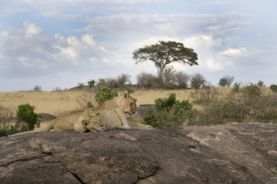 自然保護区にテントで宿泊、英ヴァージンがアフリカ進出へ